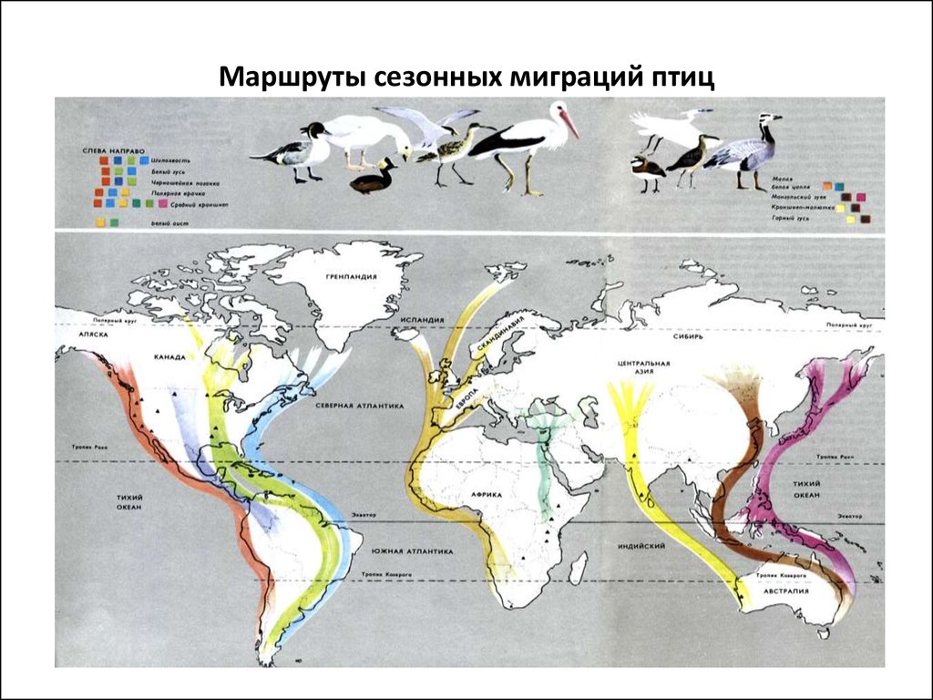 Карта миграции ласточек