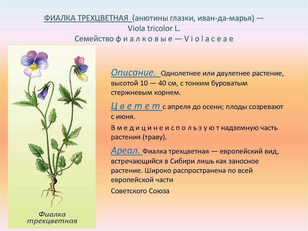 Три характеристики цветка