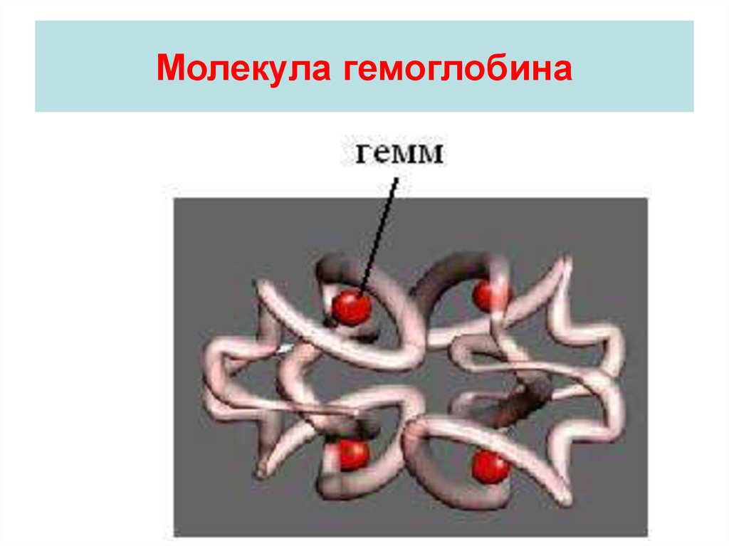 Молекула гемоглобина. Строение молекулы гемоглобина. Схема строения молекулы гемоглобина. Строение гемоглобина рисунок.