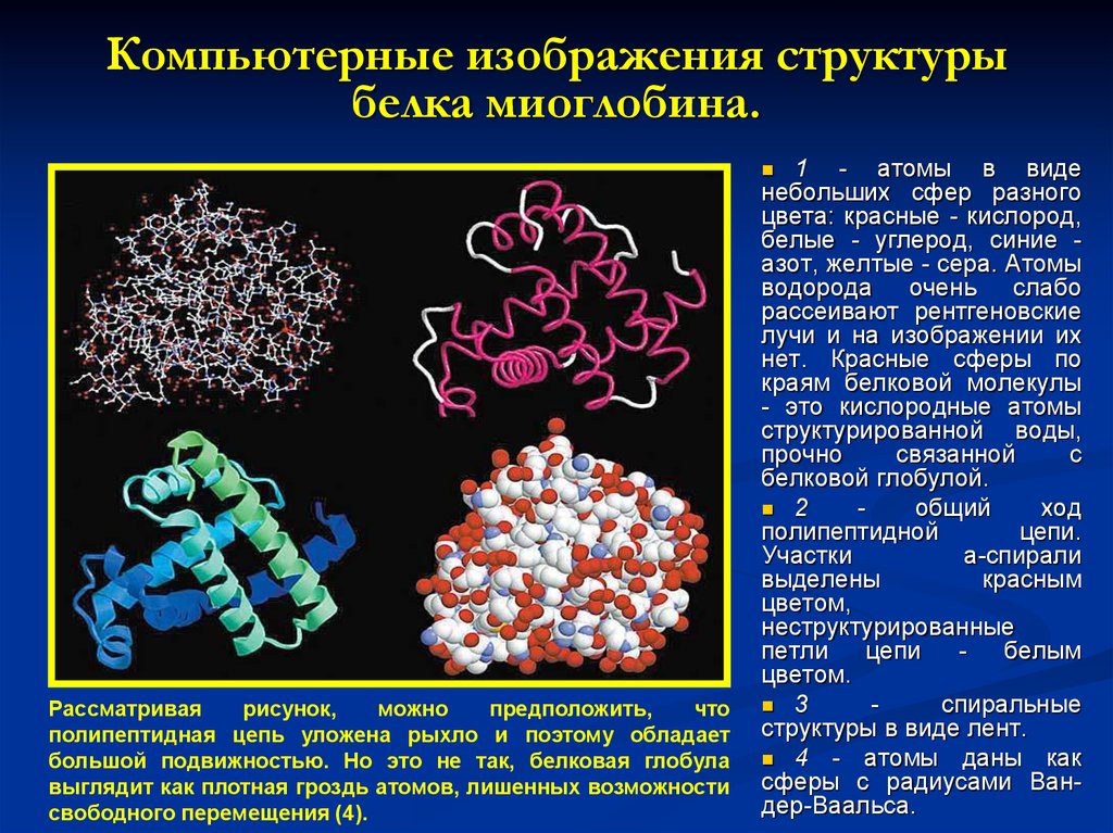 Белки сложные соединения. Строение гемоглобина и миоглобина. Миоглобин структура. Структура миоглобина и гемоглобина. Миоглобин строение.