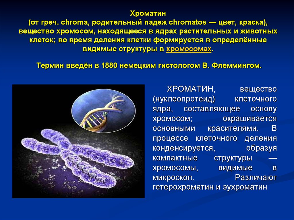 Хроматид в ядре. Строение хроматина и хромосомы. Хроматин хроматиды хромосомы. Хроматин строение и функции. Хроматин строение.