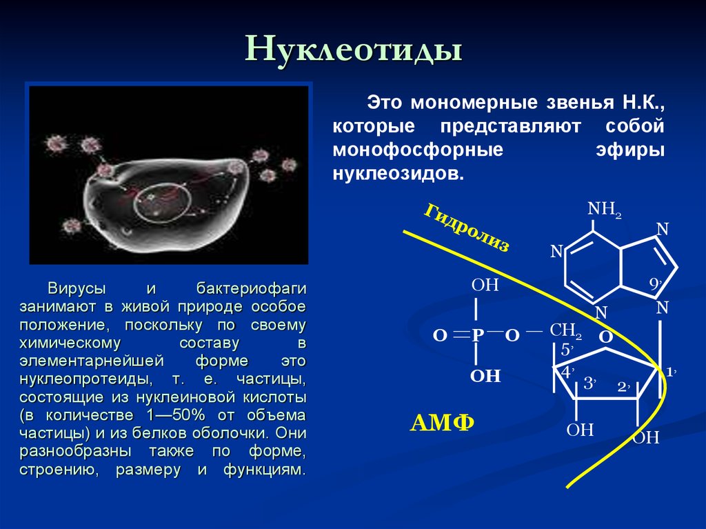 Нуклеотид состоит из