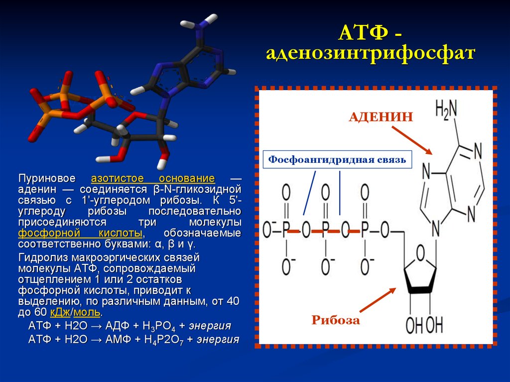 Разложение атф. Молекула АТФ аденозин. Аденозин- 5 – трифосфата (АТФ). Химическая структура АТФ биохимия. Аденозин 3 фосфорная кислота.