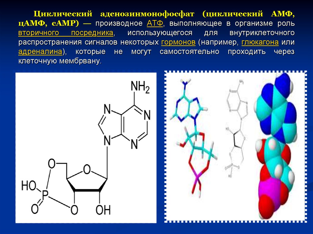 Строение и роль