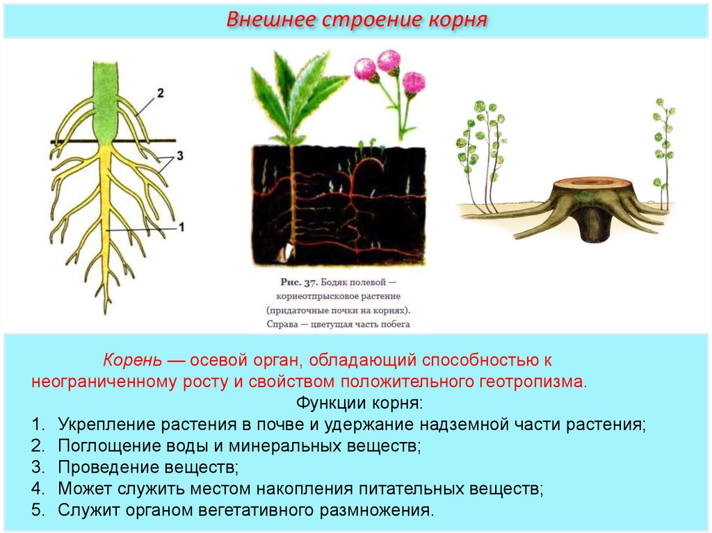 Процессы роста корня. Укрепление растения в почве и удержание надземной части растения. Внешнее строение корня. Функции корня растений.