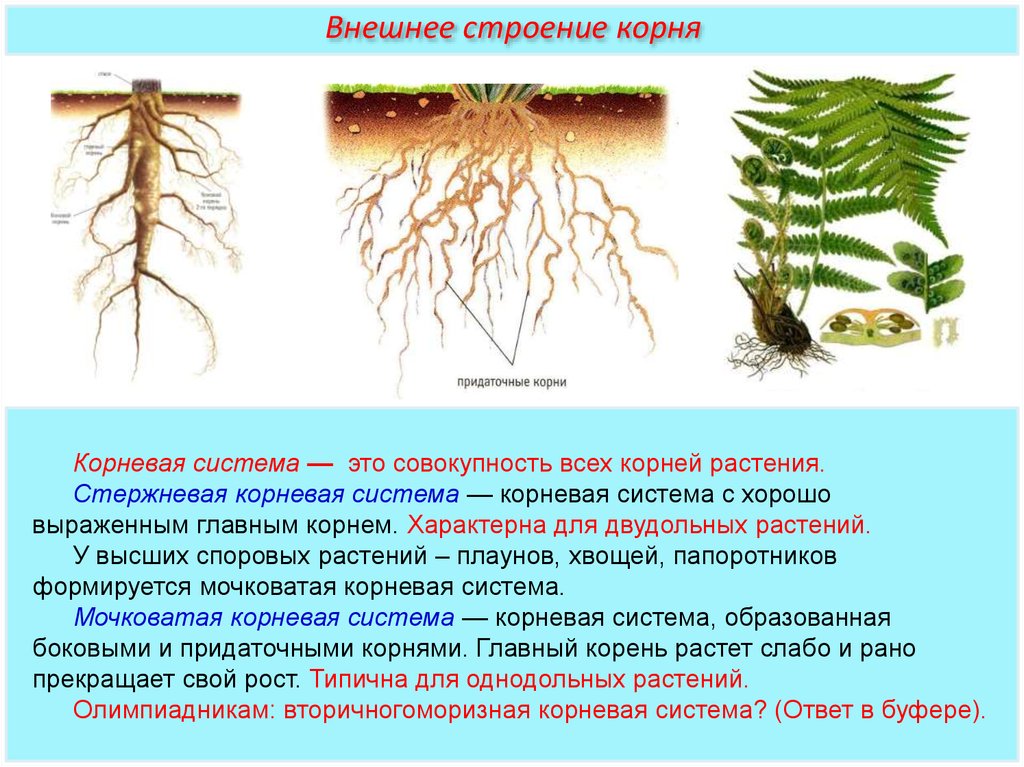 Относится какой корень. Строение . Функции . Типы корневых систем. Корневая система споровых растений. Строение корня папоротника. Строение корневой системы папоротников.