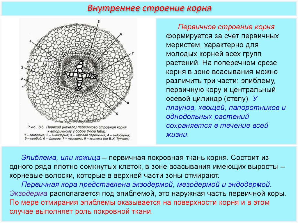 Зона состоит из. Первичное строение корня однодольного растения. Строение корня первичного строения. Поперечный срез корня растения перицикл. Первичное строение корня двудольного растения.