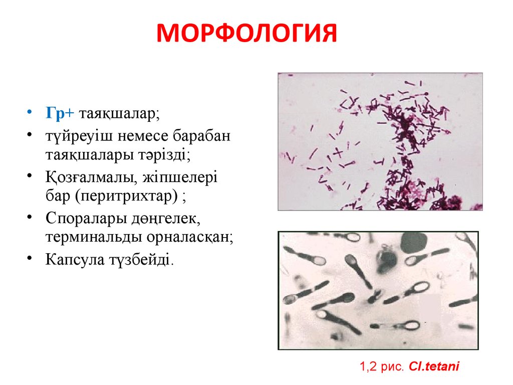 Морфология туралы презентация