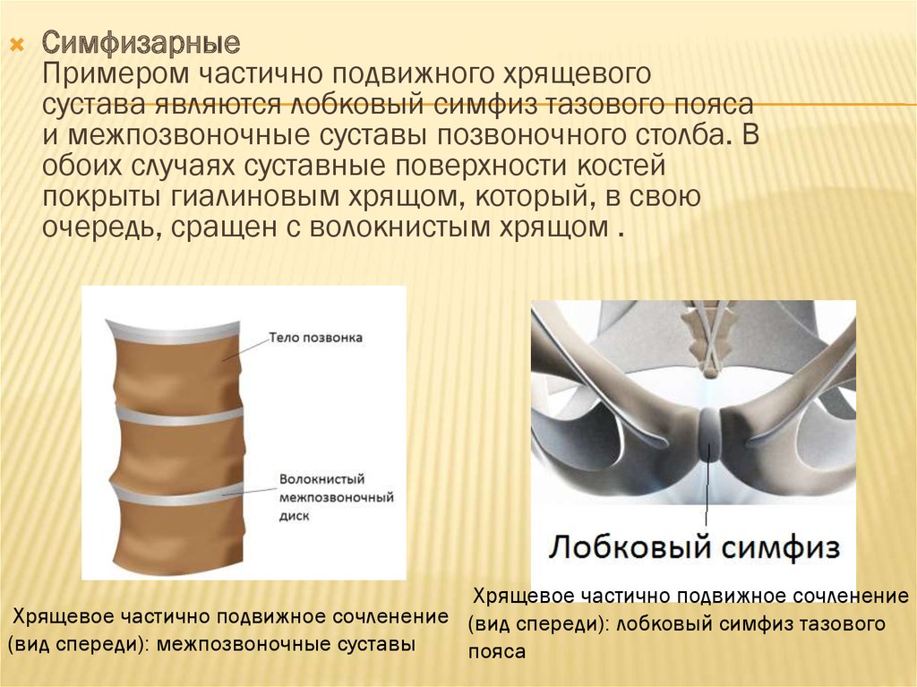 Суставные поверхности костей покрыты. Лобковый симфиз суставные поверхности. Симфизы позвоночного столба. Межпозвоночный диск это симфиз?. Симфизы в позвоночном столбе.