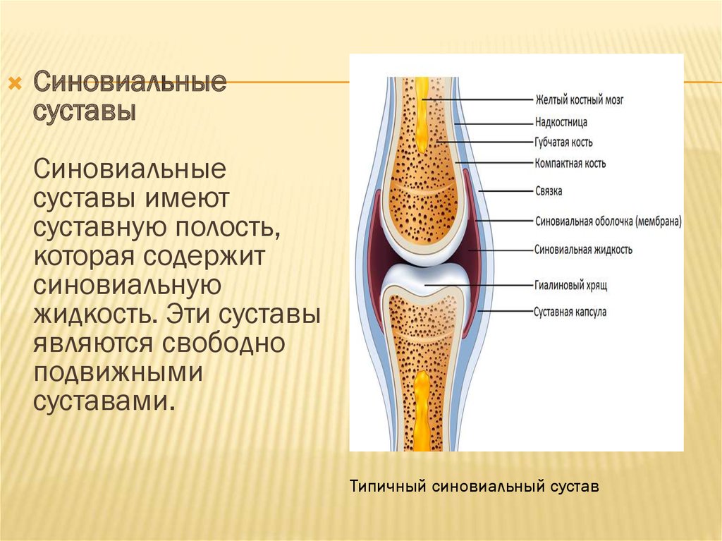 Какой цифрой на рисунке обозначена суставная полость