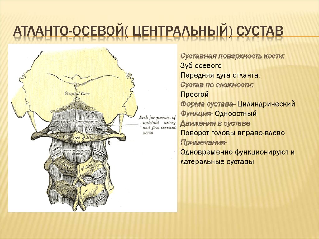 Атланто аксиальный сустав. Строение срединный атлантоосевой сустав анатомия. Латеральный атланто затылочный сустав. Срединный атлантоосевой сустав оси. Атлантоосевой сустав связочный аппарат.