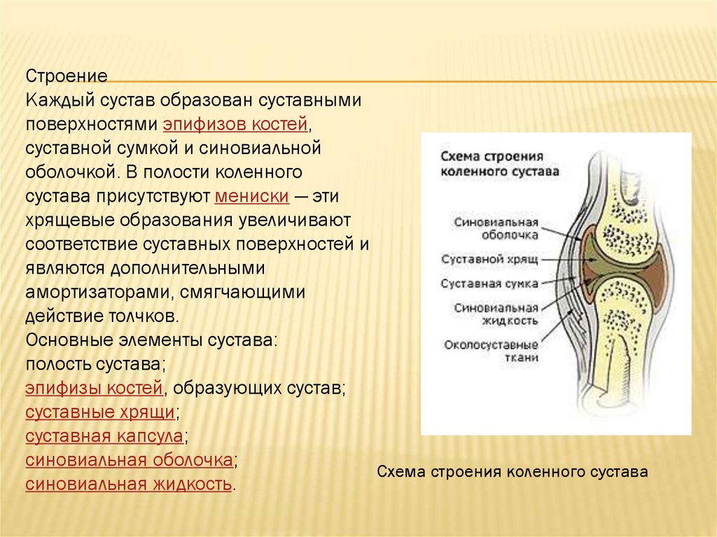 Купить в ростове сустава. Анатомия коленного сустава кости. Костная структура коленного сустава. Строение сустава суставной хрящ. Коленный сустав анатомия схема.