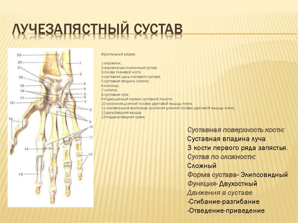 Фаланги пальца тип соединения. Строение лучезапястного сустава кости. Лучезапястный сустав анатомия строение кости. Связки лучезапястного сустава анатомия. Анатомия Кост лучезапястного сустава.