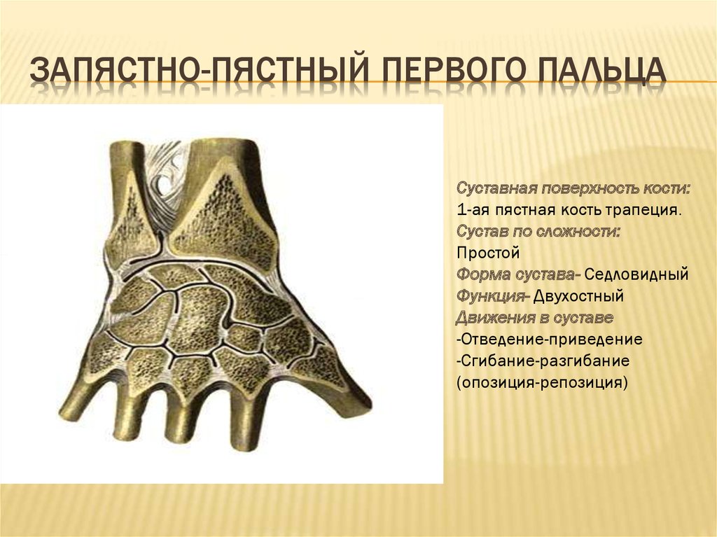 Кости образован. Запястно-пястный сустав 1 пальца кость трапеция. Запястно пястный сустав форма. Функция седловидный запястно пястный сустав. Запятснопястнцй сустав большого пальца.