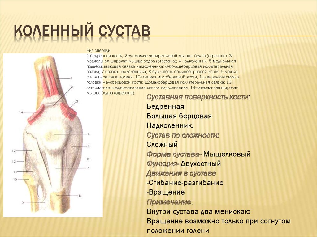 Сустав человека строение анатомия. Коленный сустав анатомия форма. Коленный сустав по строению и функции. Коленный сустав описание. Коленный сустав строение классификация.
