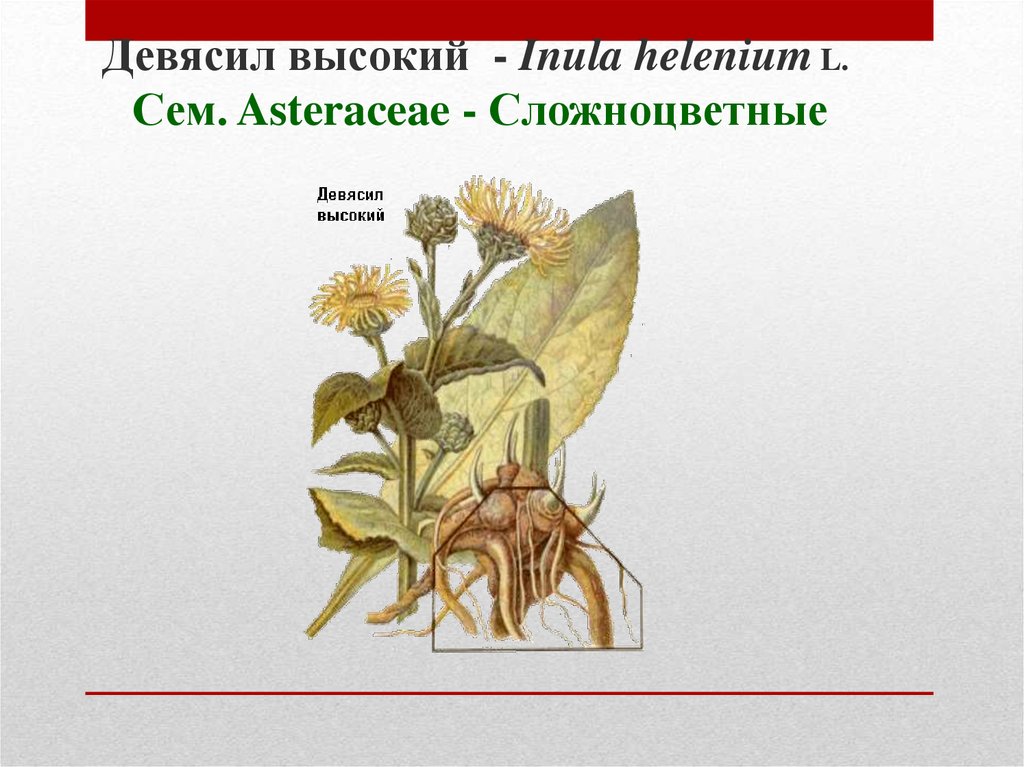 Девясил высокий - Inula helenium L. Сем. Asteraceae - Сложноцветные