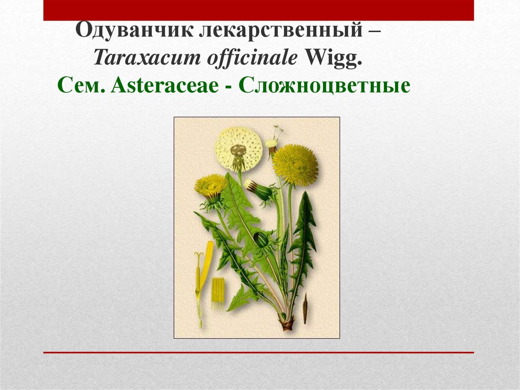 Одуванчик лекарственный – Taraхacum officinale Wigg. Сем. Asteraceae - Сложноцветные