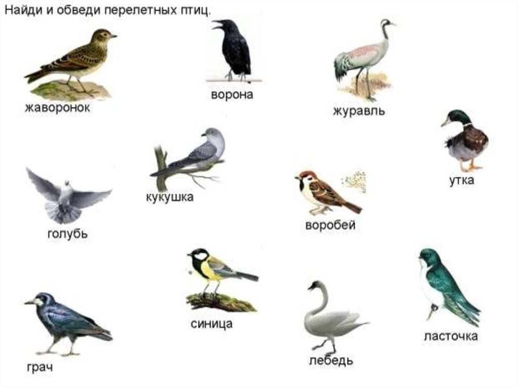 Подбери название птиц. Задание перелетные и зимующие птицы. Задания для детей перелетные и зимующие птицы. Перелётные птицы названия для детей 2 класса окружающий мир. Зимующие птицы и перелетные птицы задания.