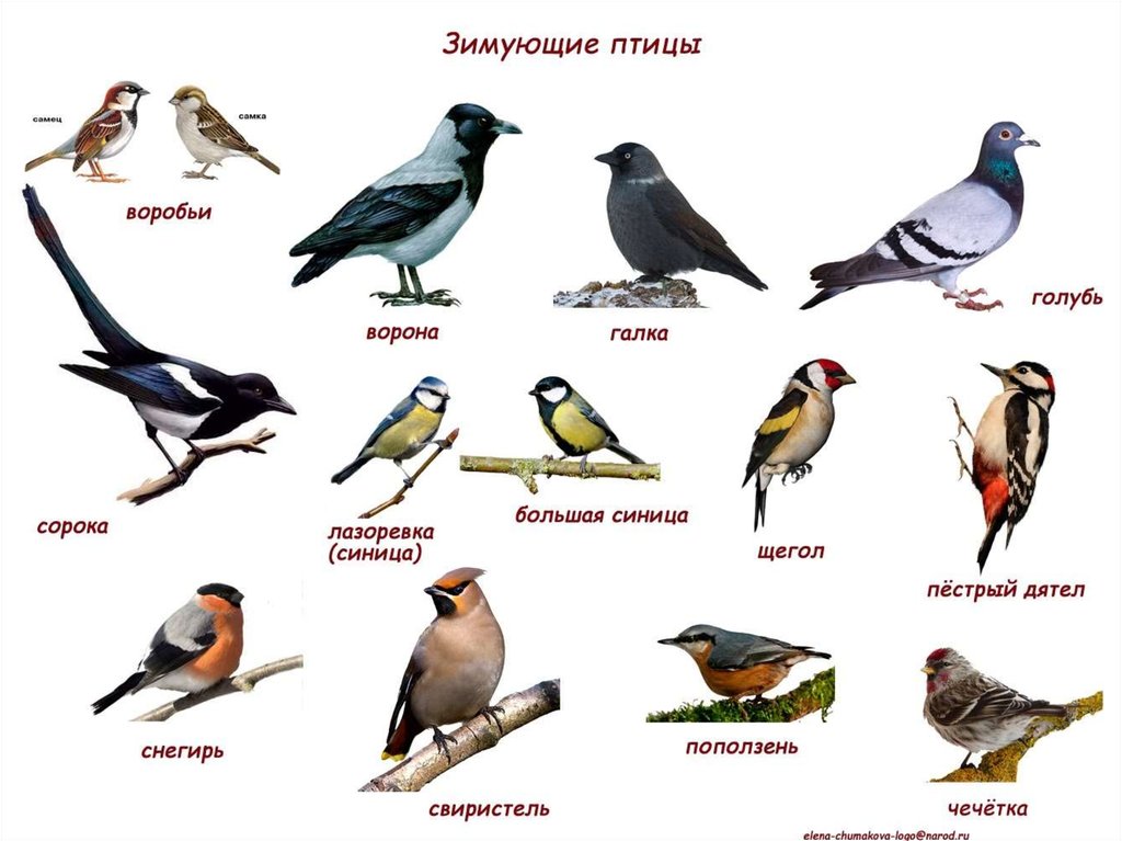 Птицы Семейства Воробьиных Фото С Названиями