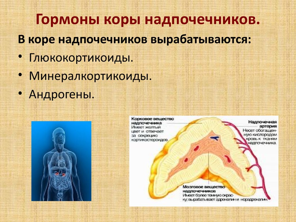 Диагностика коры надпочечников