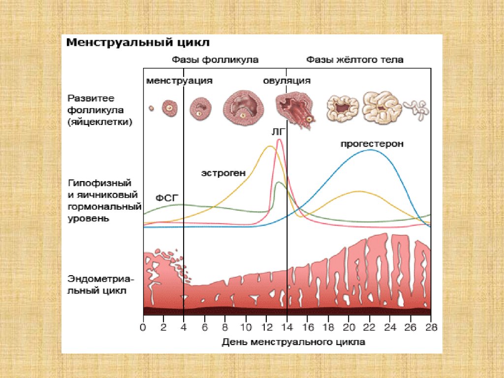 Система овуляции. Фазы менструального цикла схема. Нормальный менструальный цикл схема. Фазы цикла менструационного цикла. Менструальный цикл -фазы уровень гормонов.
