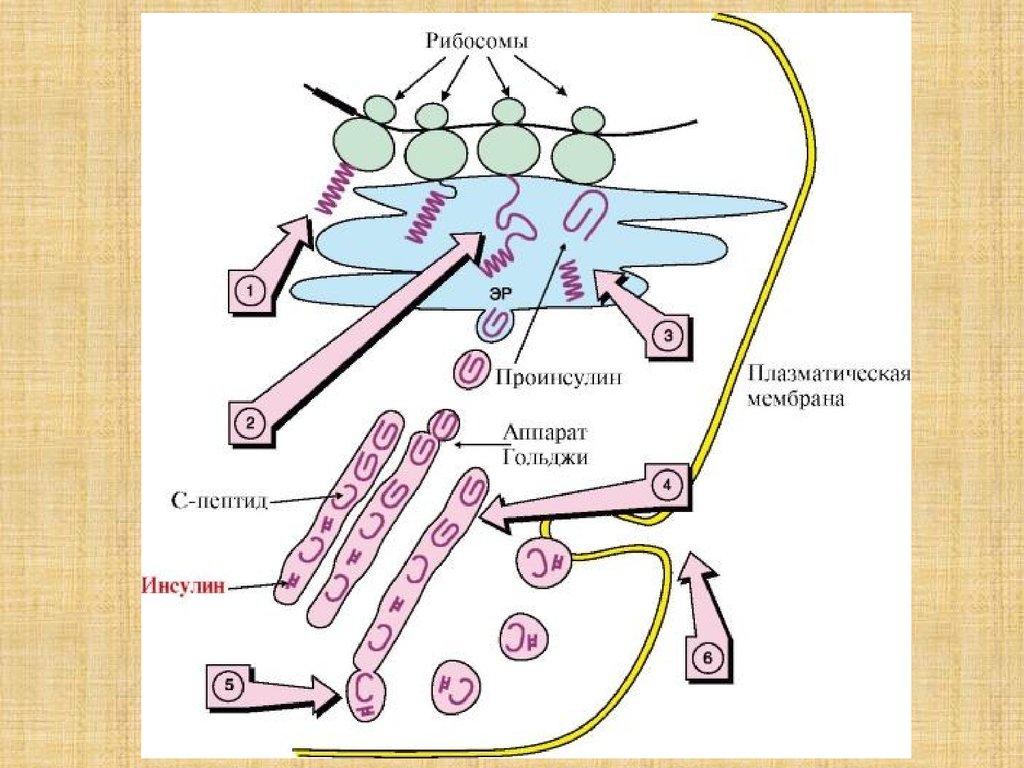 Схема синтеза инсулина биохимия