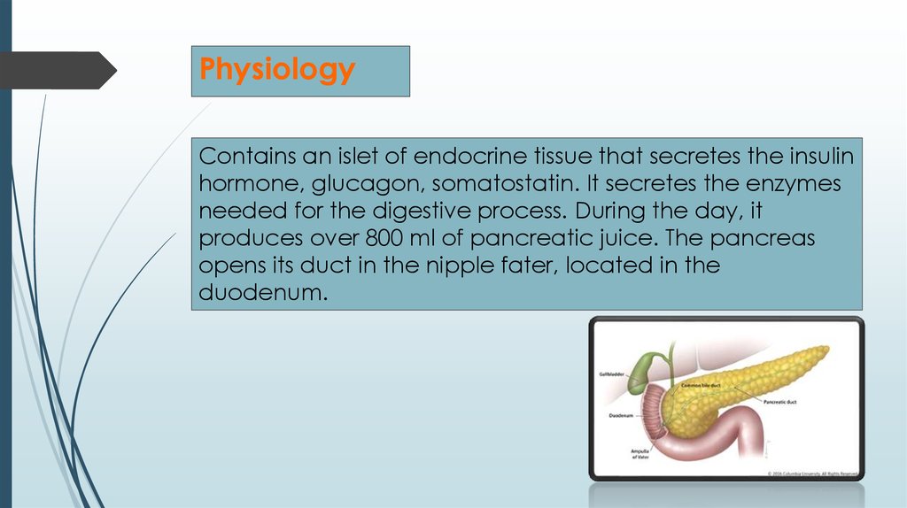 Pancreas. Аnatomy. Physiology. Functions. Violation of functions