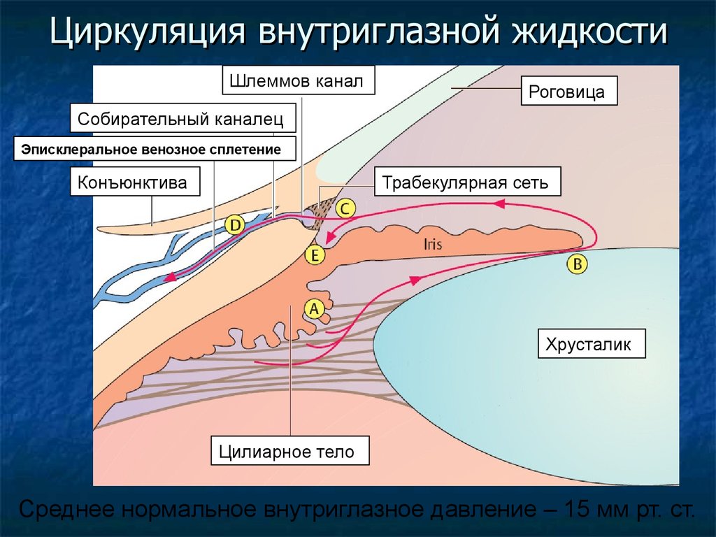 Схема оттока внутриглазной жидкости