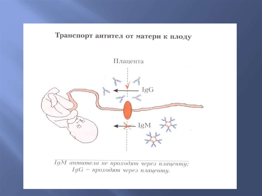Иммуноглобулин матери. Антитела через плаценту. Иммуноглобулин проникающий через плаценту. Антитела проходят через плаценту. Через плаценту проходят иммуноглобулины.