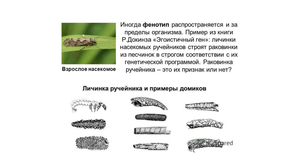 Личинка геншин карта. Фенотип примеры. Расширенный фенотип книга. Расширенный фенотип Докинз.