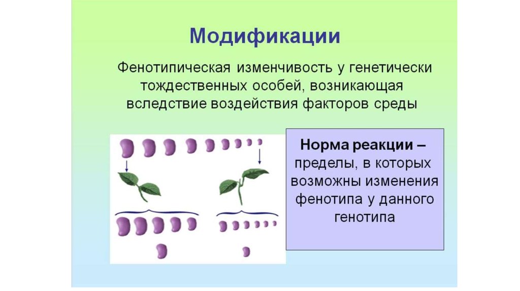 Форма фенотипической изменчивости. Фенотипическая изменчивость. Фенотипическая изменчивость бактерий. Непрерывная фенотипическая изменчивость. Фенотипическая изменчивость примеры.