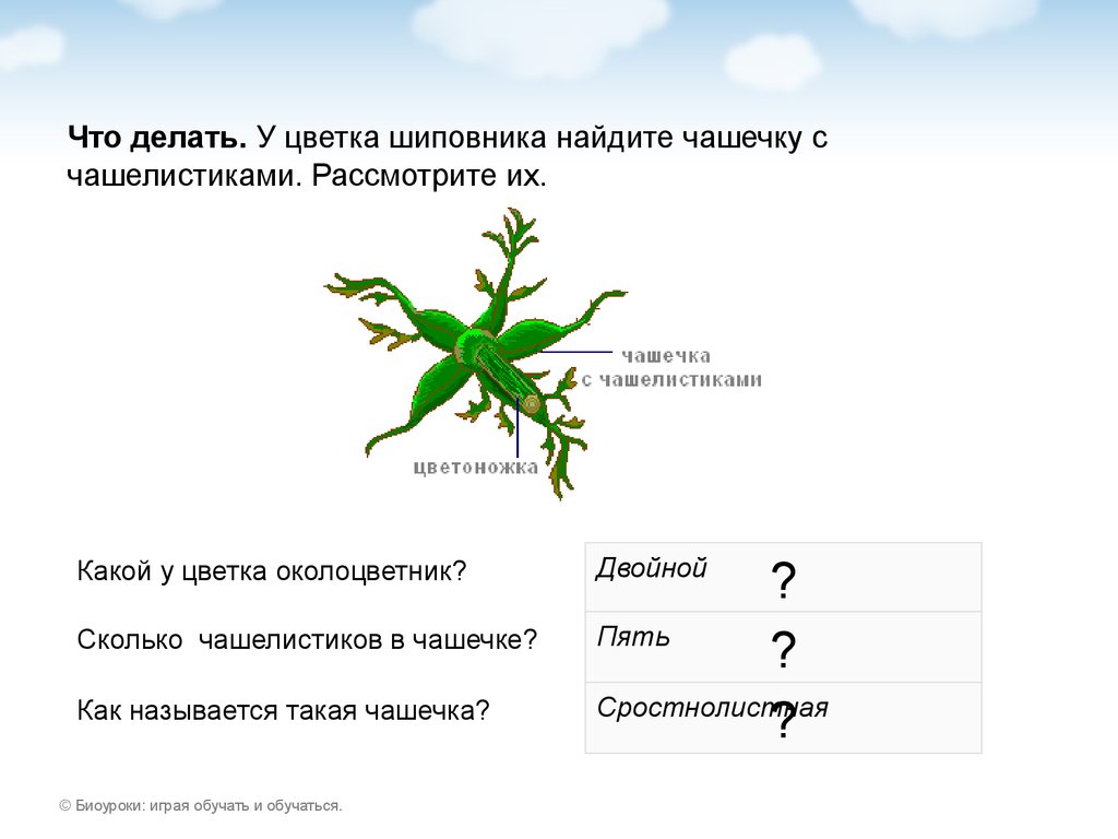 Рассмотрите листья шиповника сделайте рисунок биология 5 класс