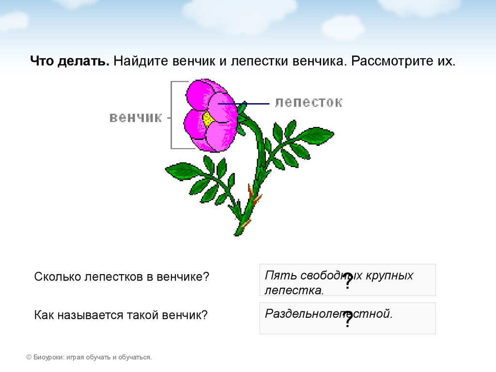 Венчик из 5 лепестков. Венчик цветка шиповника. Строение венчика шиповника. Строение цветка шиповника. Строение цветка венчик.