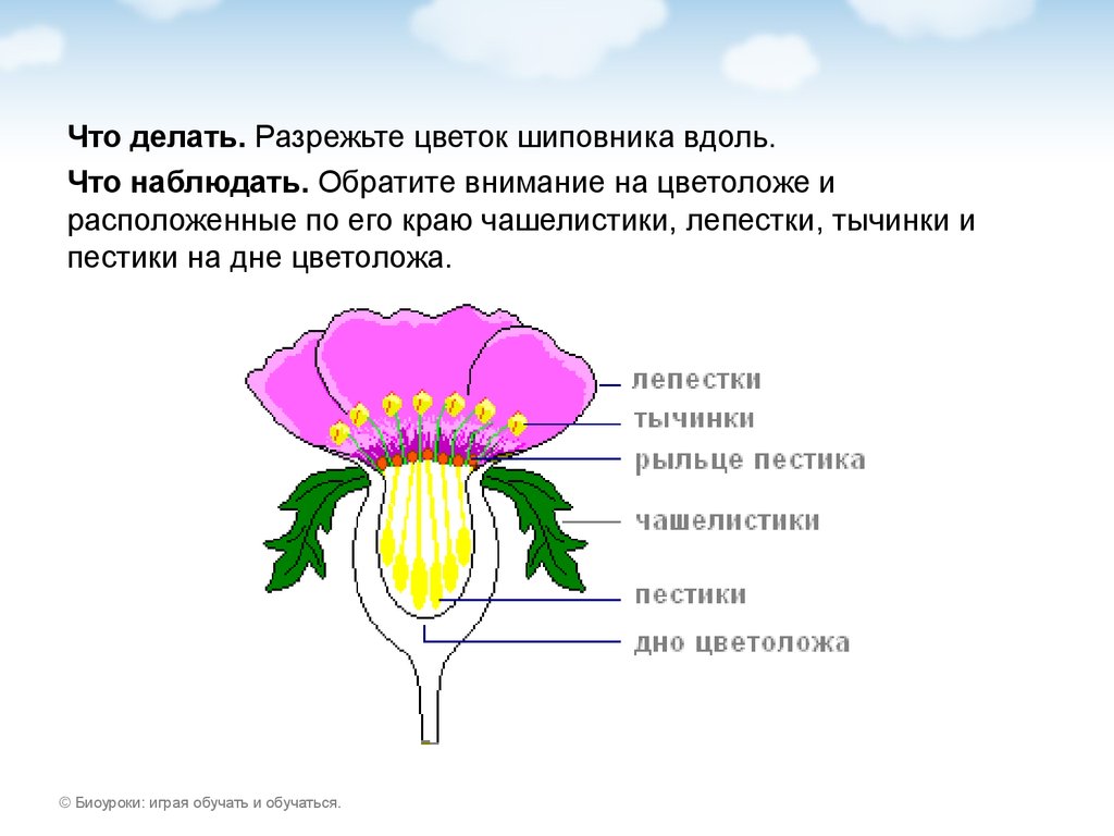 Где находятся цветы. Строение плода плода шиповника. Строение тычинки шиповника. Тычинки и пестики шиповника строение. Строение Покрытосеменные растения. Шиповник.