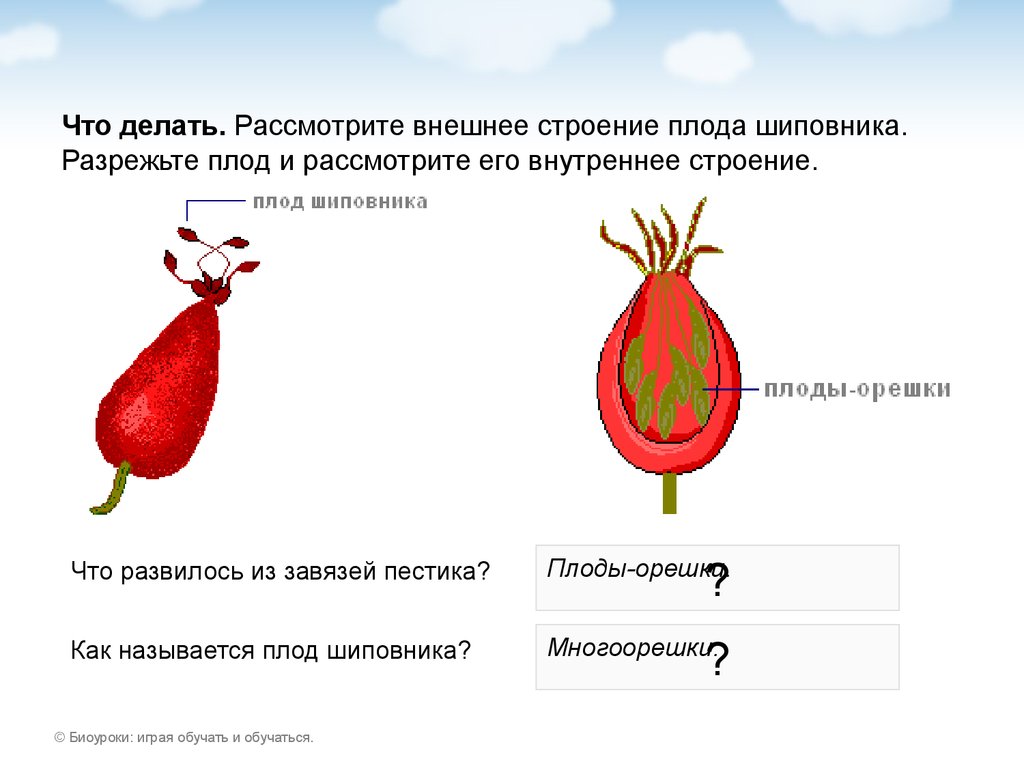 Рисунок шиповника биология 5 класс