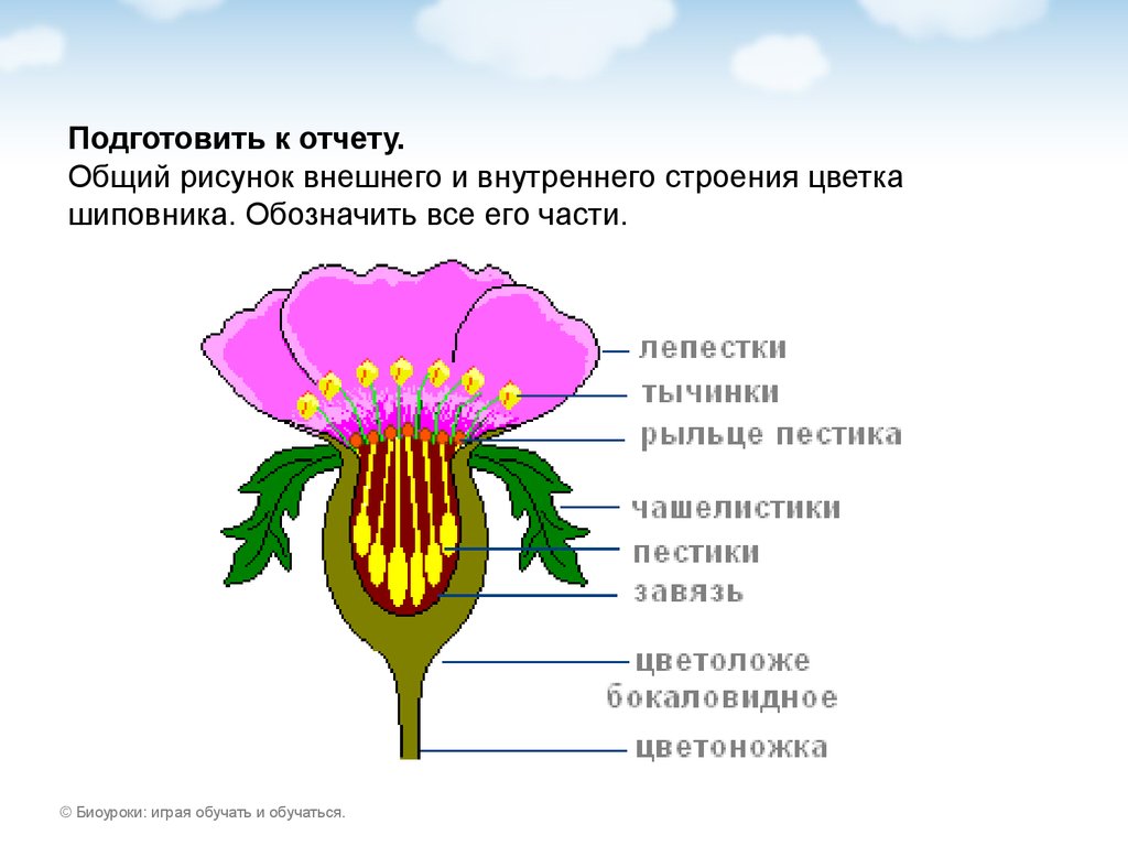 Сделайте подписи к рисунку строение цветка