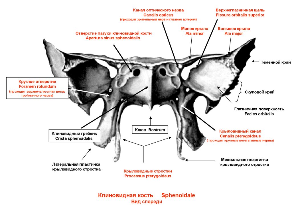 Подвисочный гребень клиновидной кости. Круловидныц ороьок клиновижной кости. Клиновидная кость крыловидный канал. Медиальная пластинка клиновидной кости. Клиновидная кость крыловидный отросток.