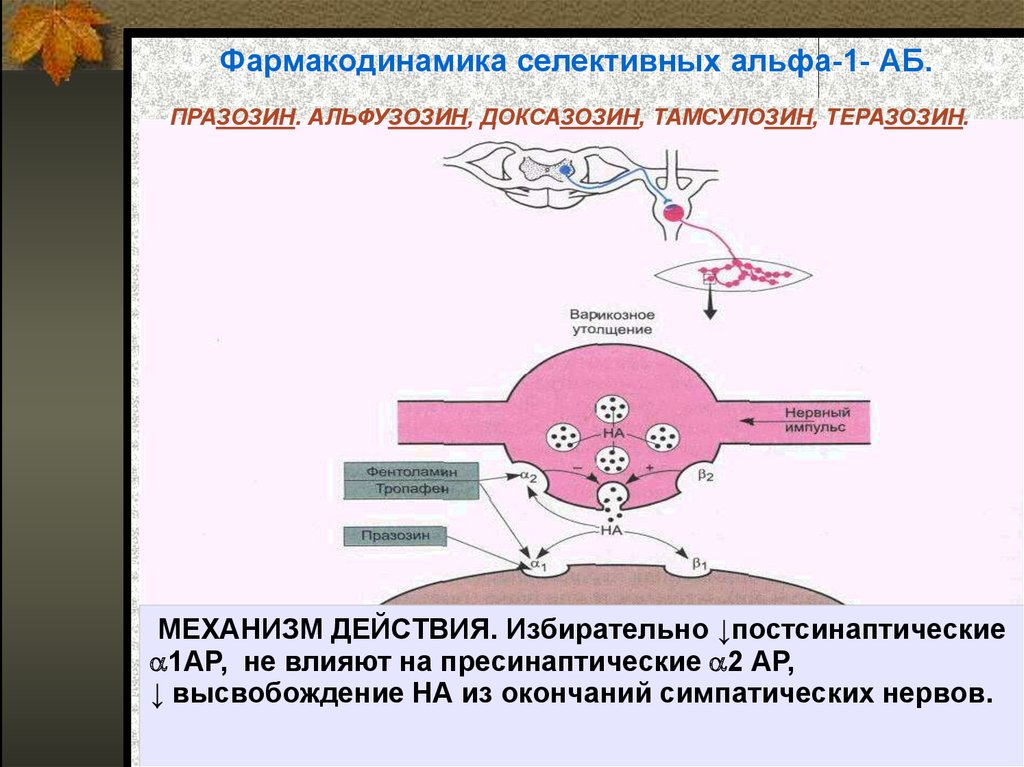 Механизм действия применение. Механизм Альфа адреноблокаторов. Механизм действия Альфа 1 адреноблокаторов. Селективные Альфа 1 адреноблокаторы механизм действия. Блокаторы Альфа-адренорецепторов механизм действия.