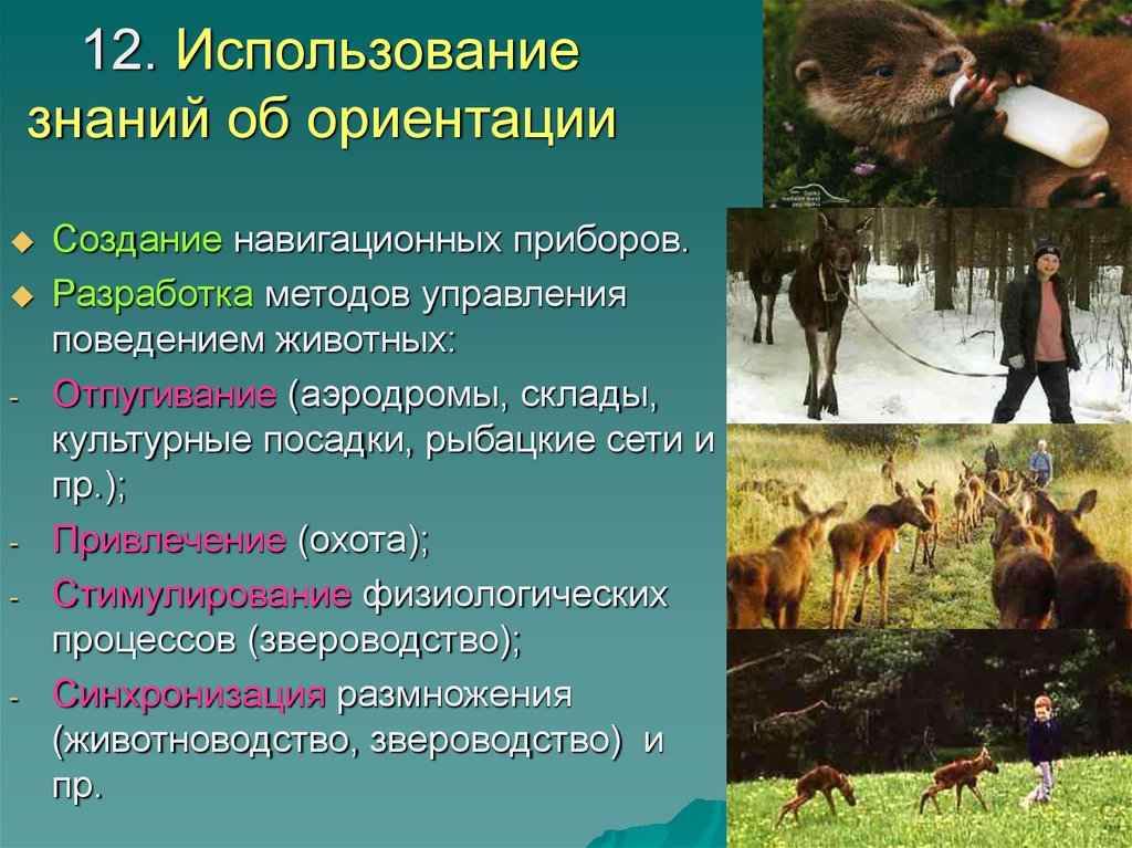 Примеры поведения млекопитающих. Ориентационное поведение животных. Методы поведения животных. Типы поведения животных примеры. Ориентировочное поведение животных.