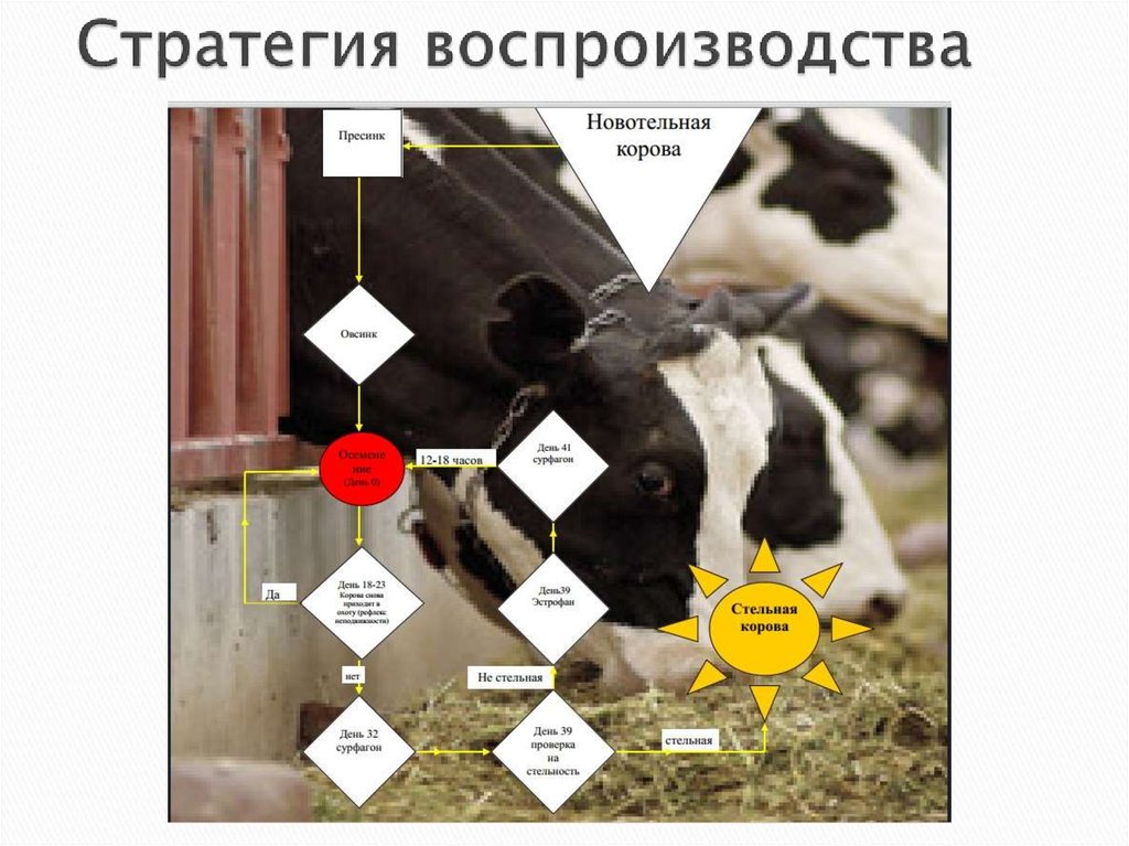 Воспроизводство стада крс. Показатели воспроизводства коров. Воспроизводство телята. Отчет по воспроизводству стада КРС.