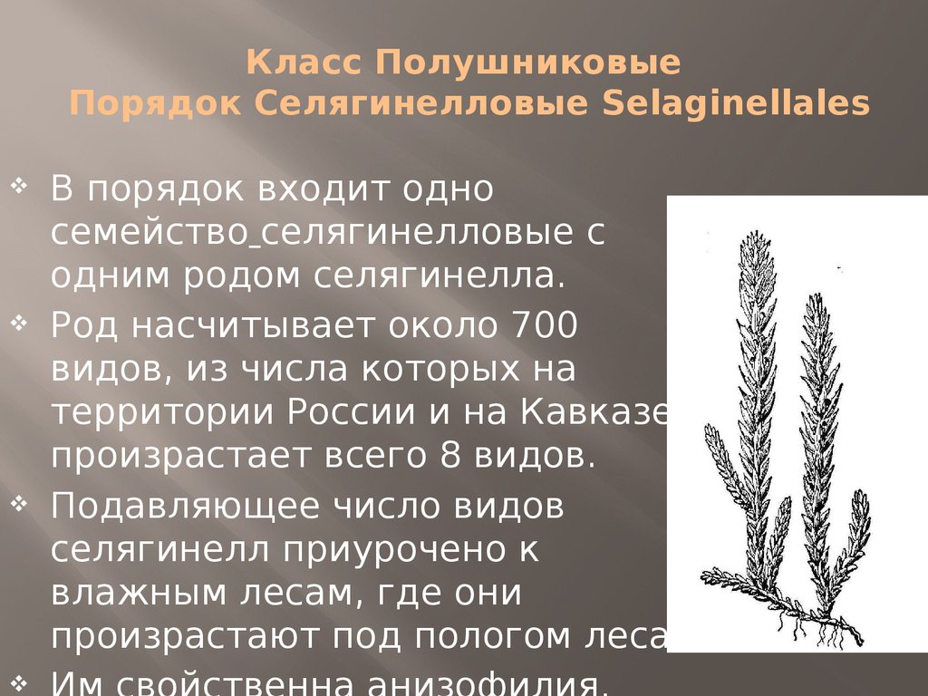 Признаки плаунов 7 класс. Плауновидные и Хвощевидные. Отдел Плауновидные. Плауновидные папоротники. Отдел Плауновидные полушник.