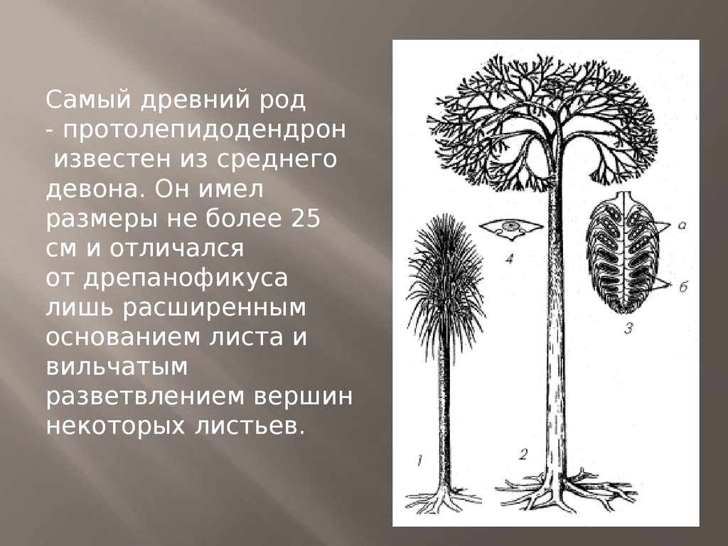 Представитель древнего рода. Древний род. Протолепидодендрон. ЛЕПИДОДЕНДРОВЫЕ вымершие растения. Самый древний род человека.
