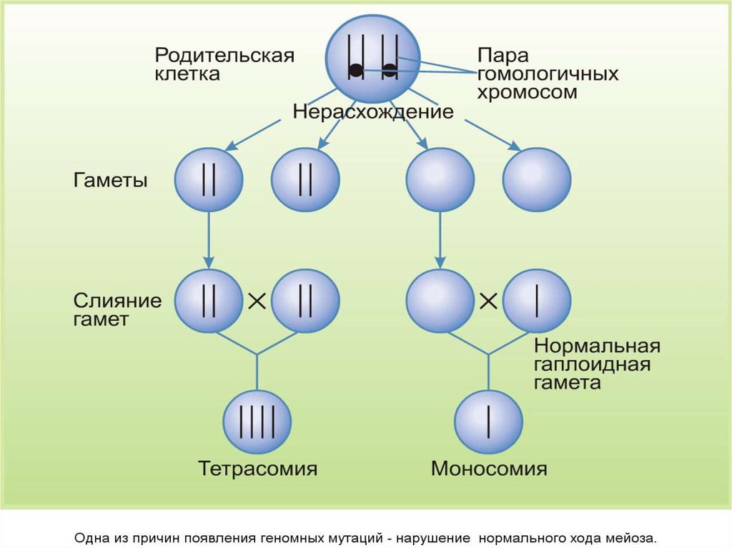 Геномные нерасхождение хромосом в мейозе