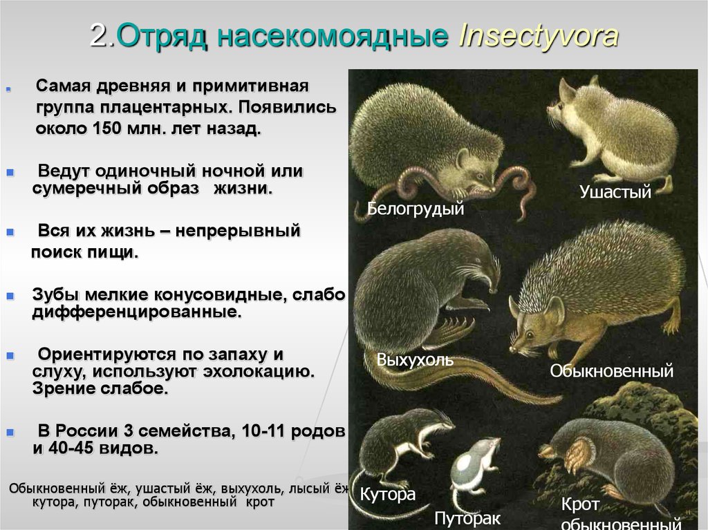 Высшие или плацентарные звери насекомоядные и рукокрылые грызуны и зайцеобразные хищные презентация