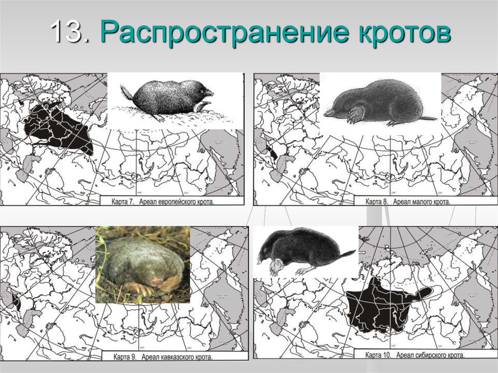 Ареалы на карте применяются для изображения