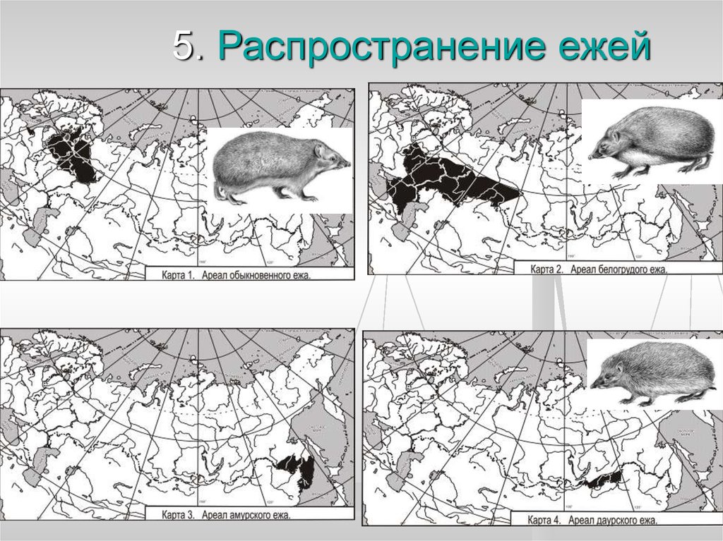 Трюфель карта распространения