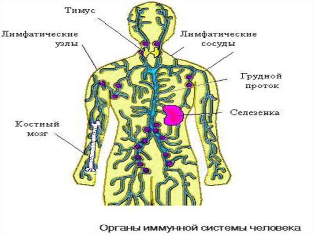 Лимфоузлы цвет. Лимфатическая система человека грудной проток. Грудной проток лимфатической системы анатомия. Грудной лимфатический проток схема. Лимфатическая система человека правый лимфатический проток.