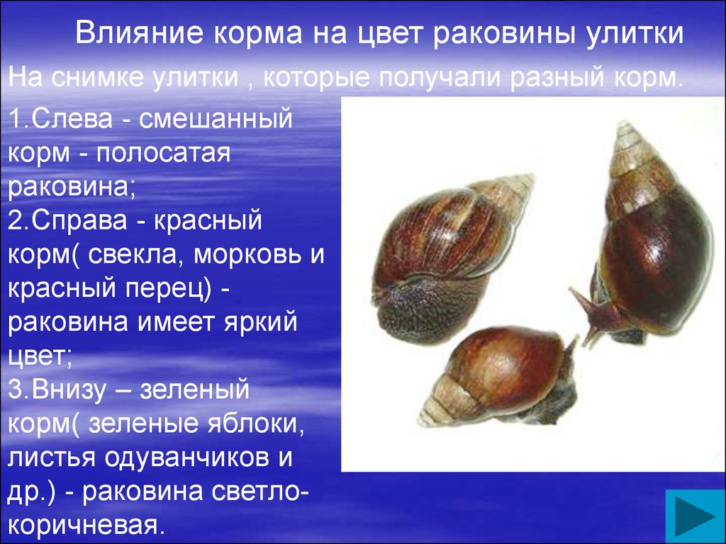 Проект улиток. Брюхоногие моллюски ахатина. Строение раковины улитки ахатины. Улитка ахатина раковина. Ахатина анатомия.
