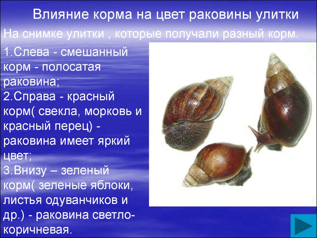 Исследовательская работа Условия содержания в домашних условиях улиток Ахатина