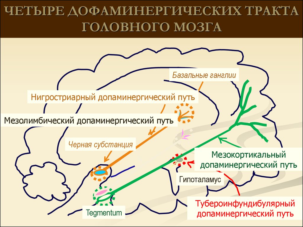 Система тракт. Дофаминергические системы головного мозга. Дофаминергическую систему мозга это. Схема дофаминергической системы головного мозга.. Нигростриарный путь.